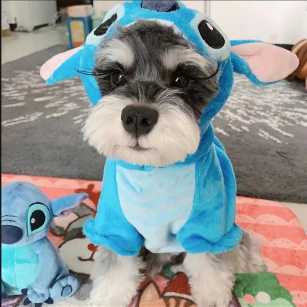 Schnauzer wearing the Blue Alien Suit dog costume with hood up